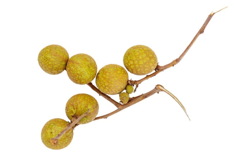 Longan