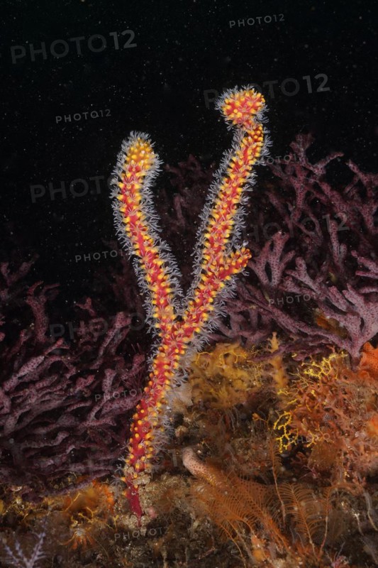 Warty gorgonian