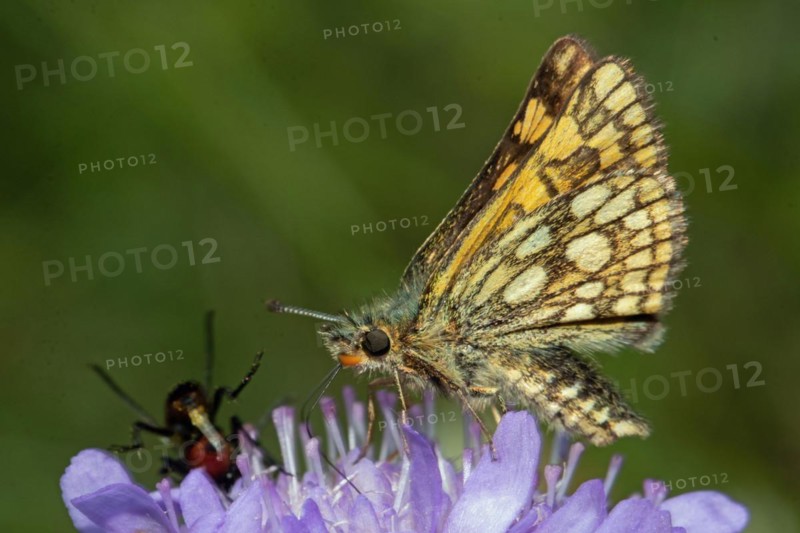 Yellow-throated Fritillary Butterfly with closed wings sitting on purple flower sucking seeing left