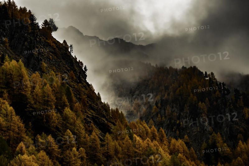 Autumn larch