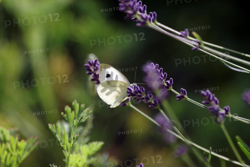 Small white