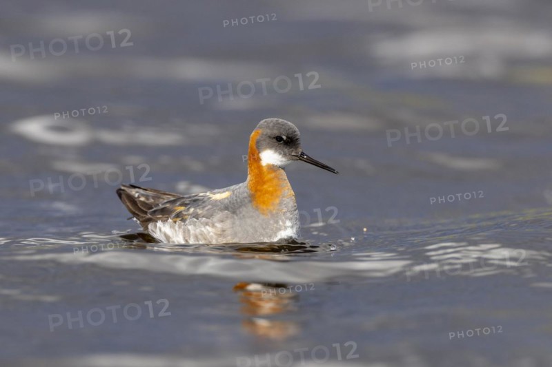 Red-necked phalarope