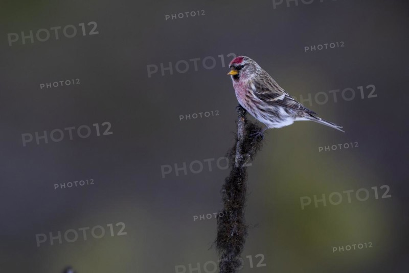 Common Redpoll