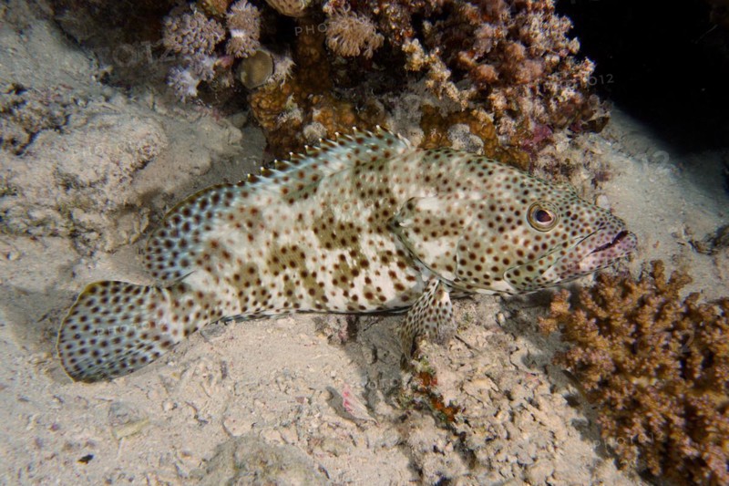 Greasy grouper