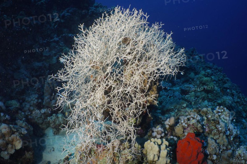 Bush Knot Coral