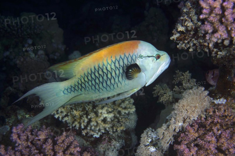Sling-jaw wrasse