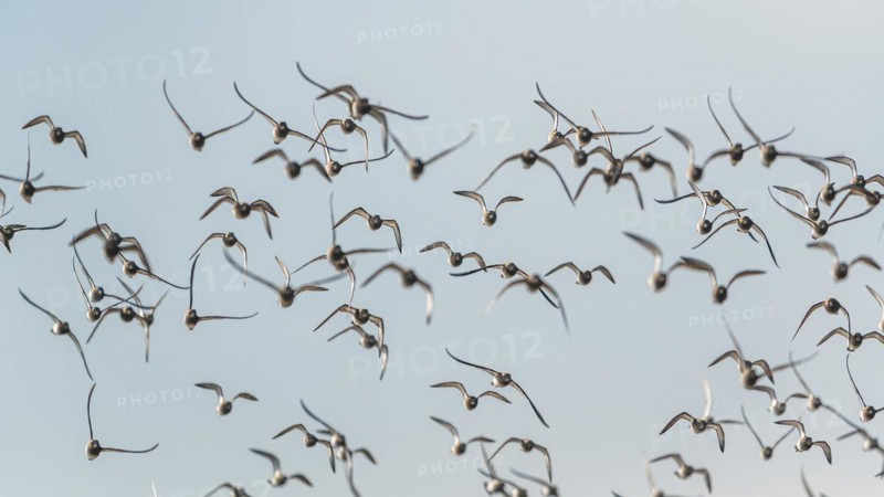 Grey Plover