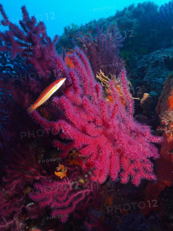 Violescent mediterranean rainbow wrasse
