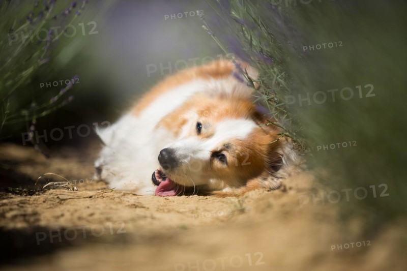 Welsh Corgi Pembroke dog beautifully posing on a lavender field between paths. Lavender field in Poland