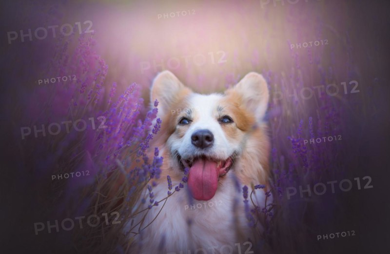Welsh Corgi Pembroke dog beautifully posing on a lavender field between paths. Lavender field in Poland