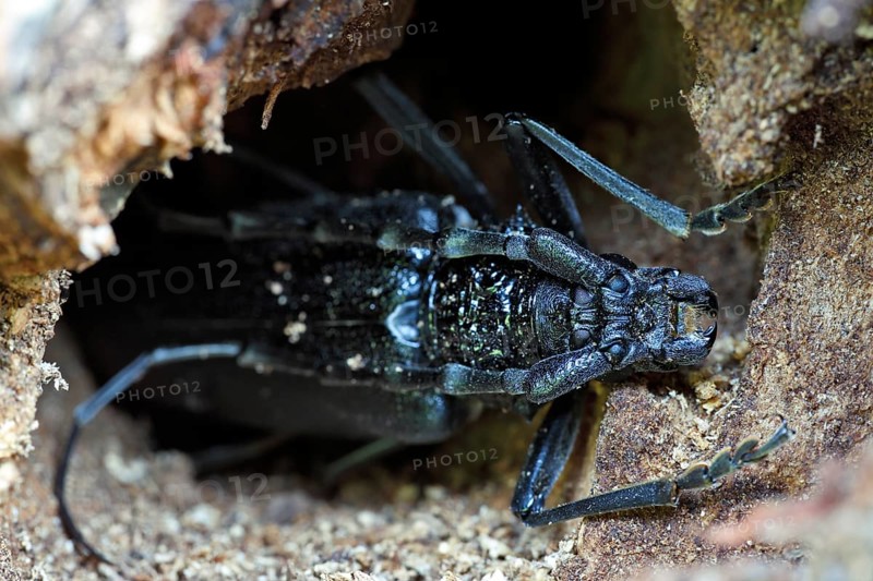 Great capricorn beetle