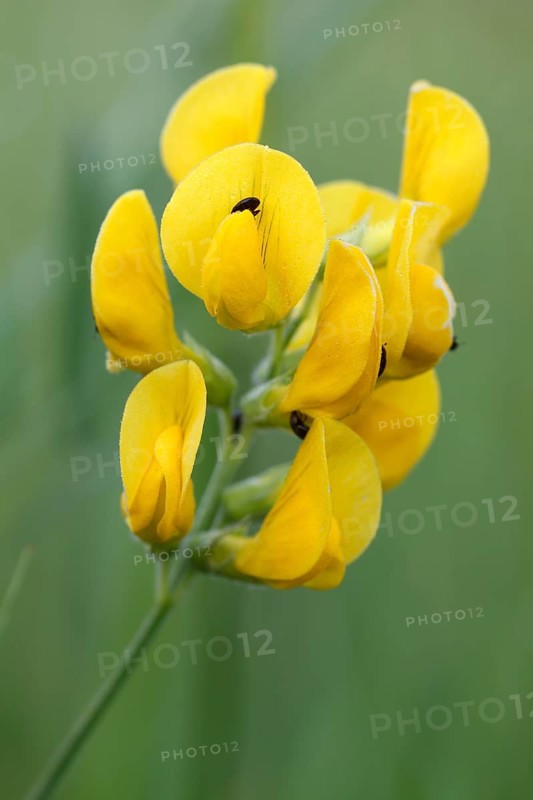 Meadow vetchling