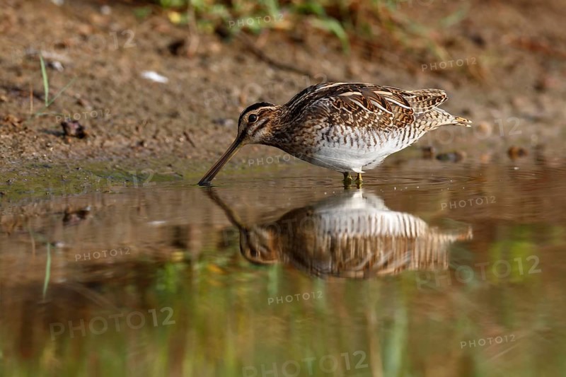 Common Snipe