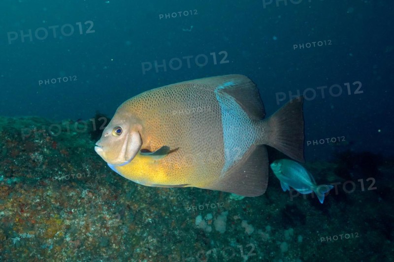 Old woman angelfish