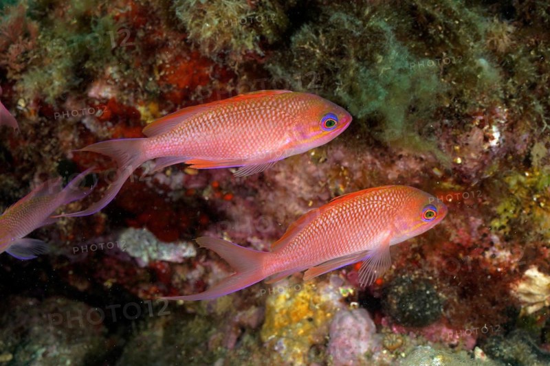 Mediterranean basselet