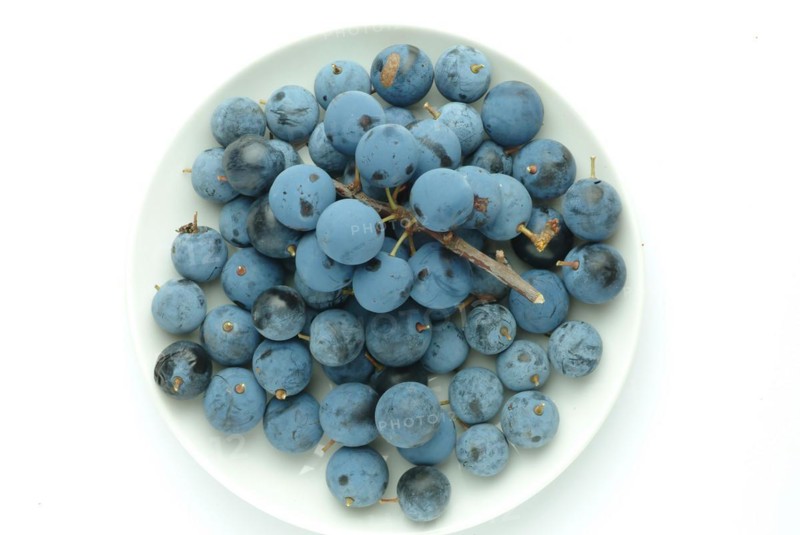 Ripe fruits of blackthorn