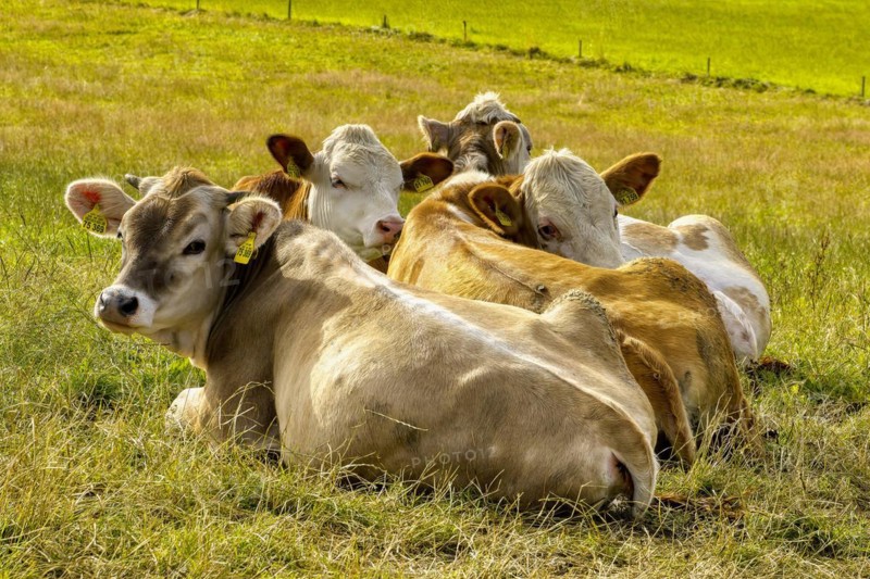 Group of four cows