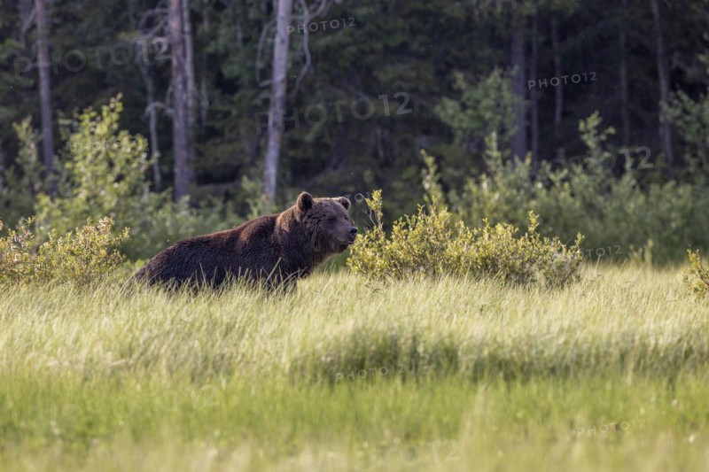 Brown bear