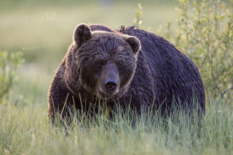 Brown bear