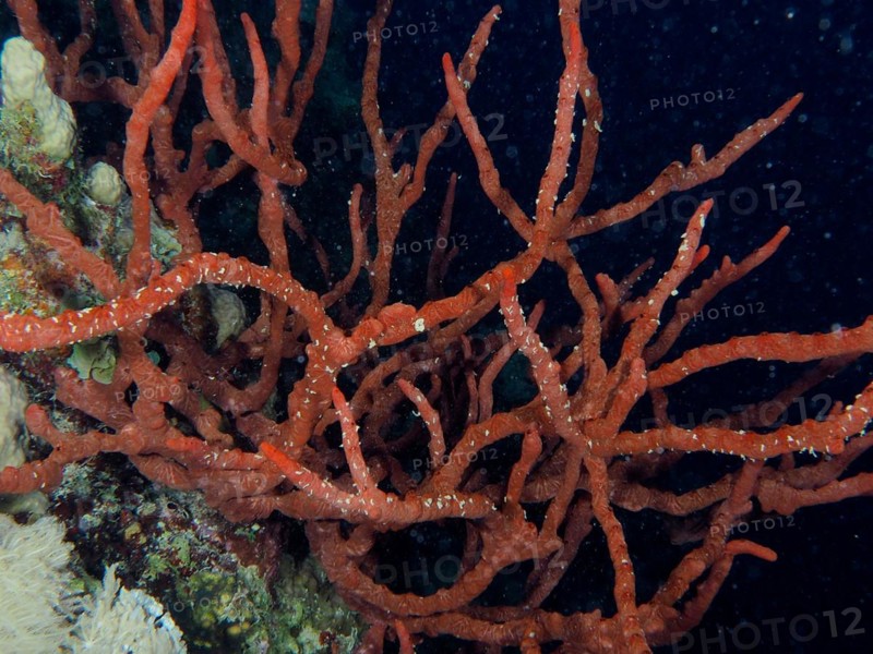 Toxic finger-sponge