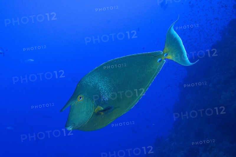 Bluespine unicornfish