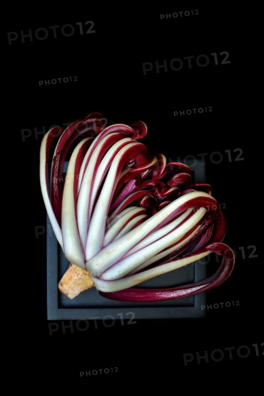 Radicchio