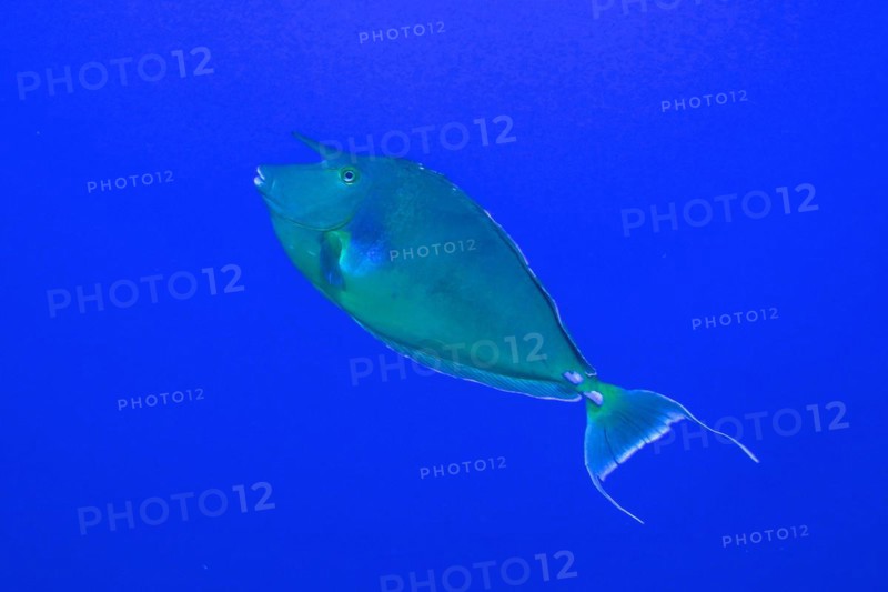 Bluespine unicornfish