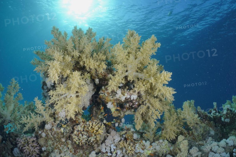 Broccoli tree