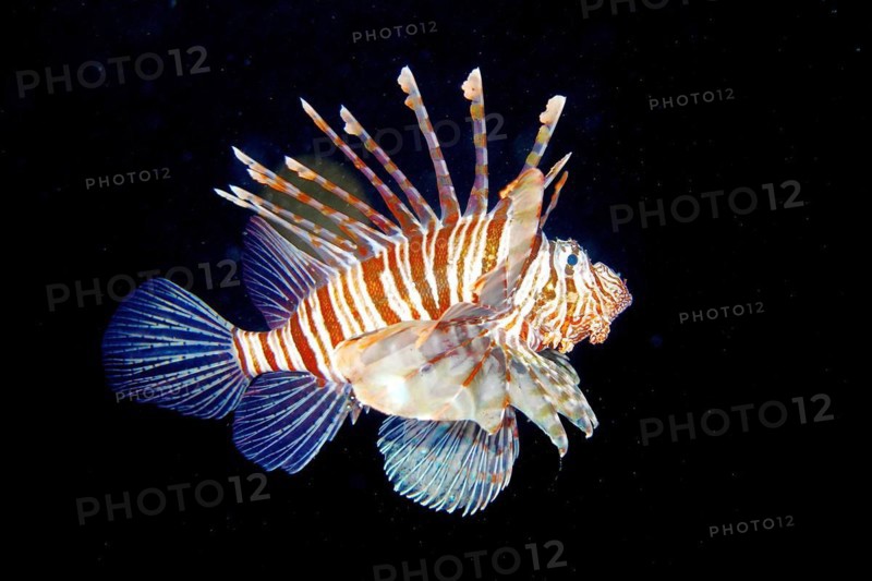 Pacific red lionfish