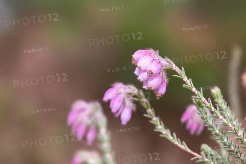 Cross-leaved heath