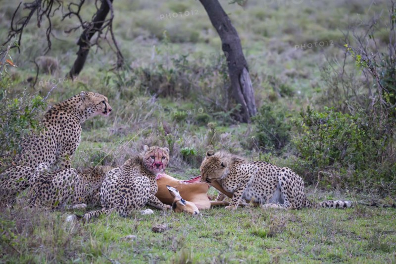 Cheetah