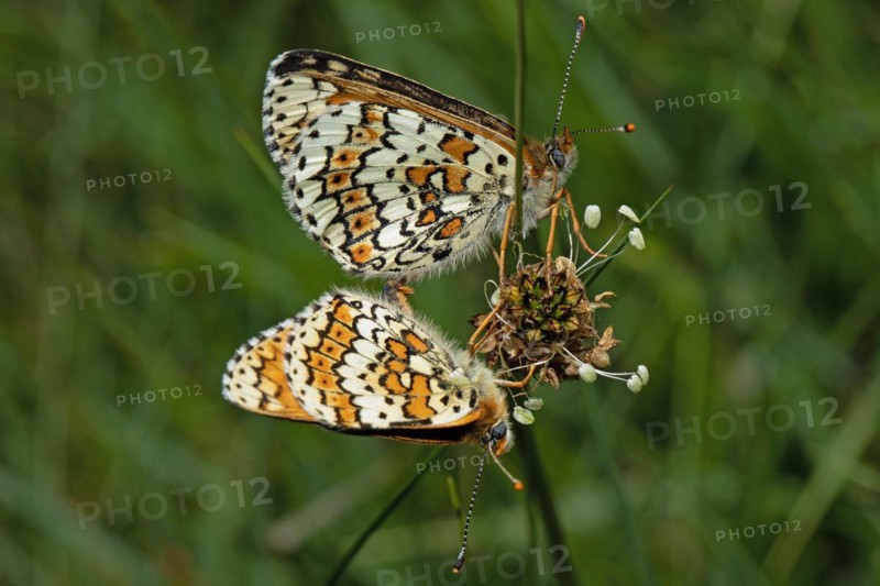 Plantain fritillary butterfly male and female with closed wings mating sitting on inflorescence seen on the right