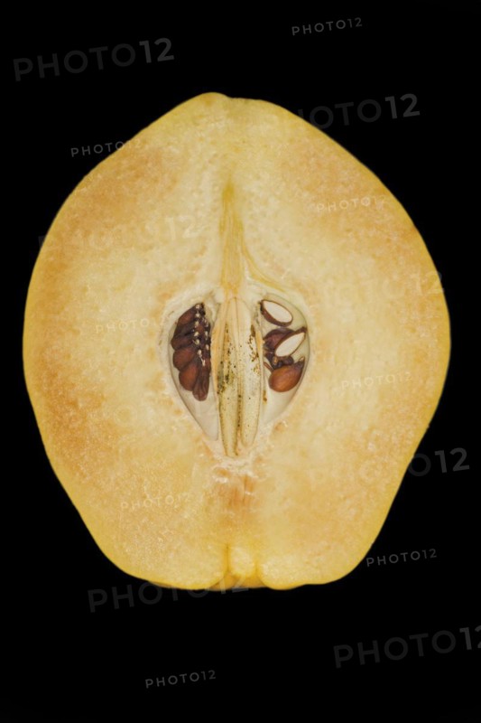 Halved quince