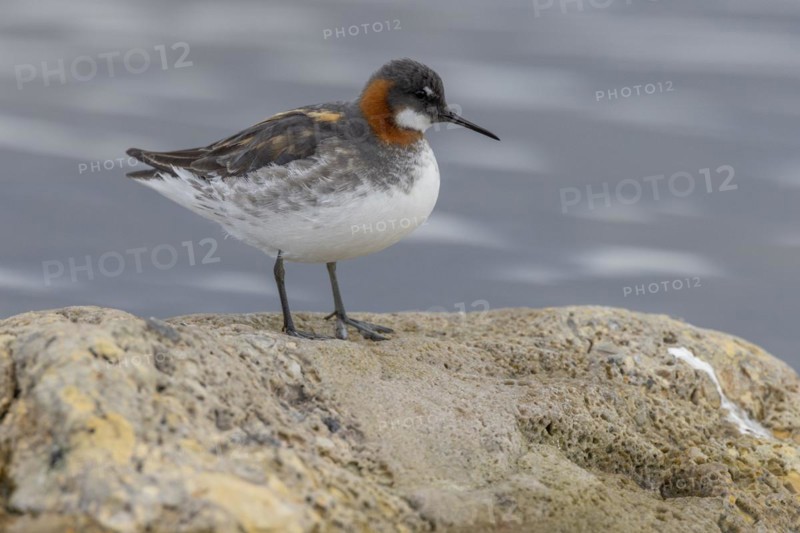 Red-necked phalarope