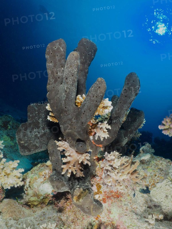Sea sponge Erect finger sponge