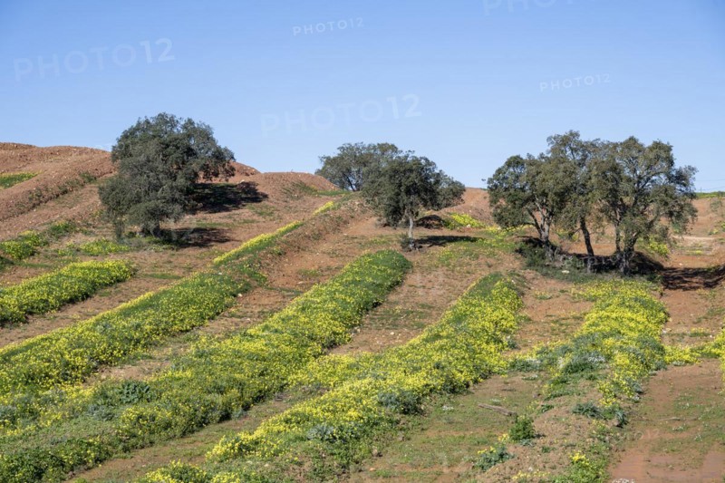 Field with flowering wood sorrel
