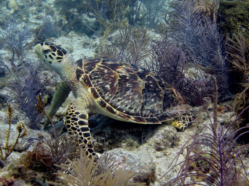 Hawksbill turtle
