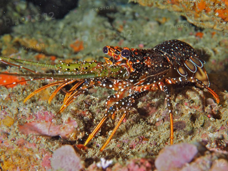 Guinea chick crayfish