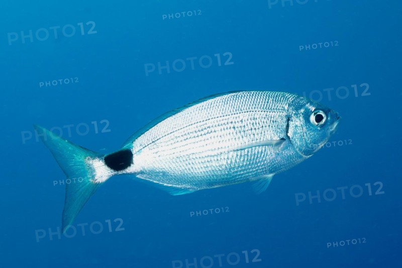 Banded seabream
