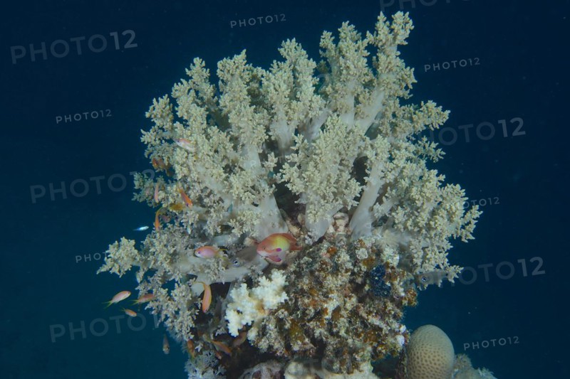 Broccoli tree