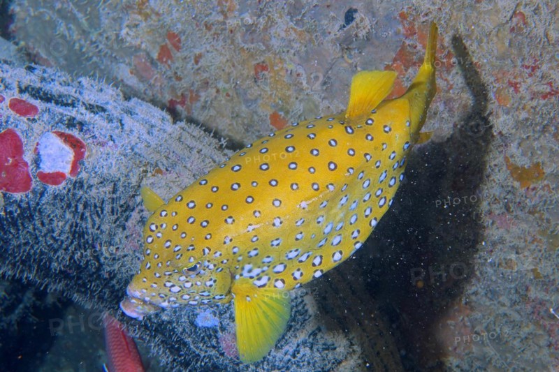 Yellow boxfish