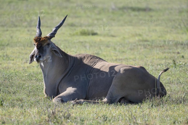Common eland