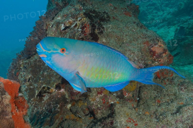 Nose hump parrotfish