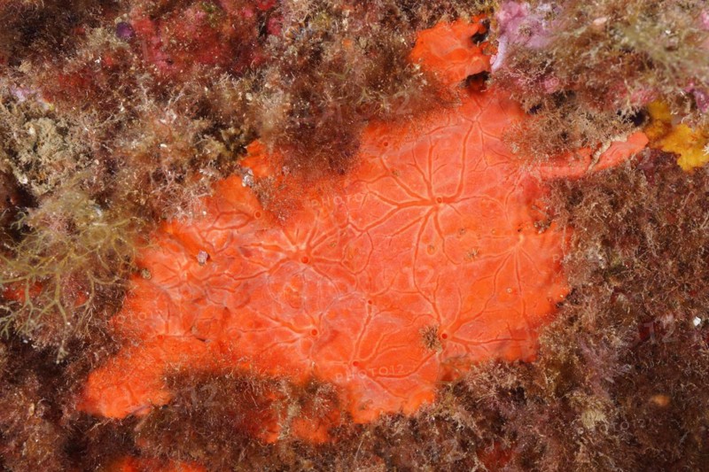 Red crust sponge