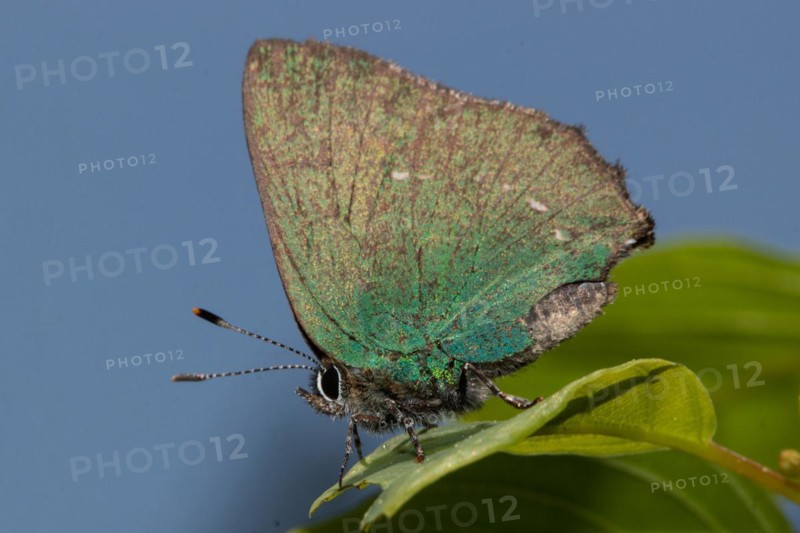 Green Fritillary