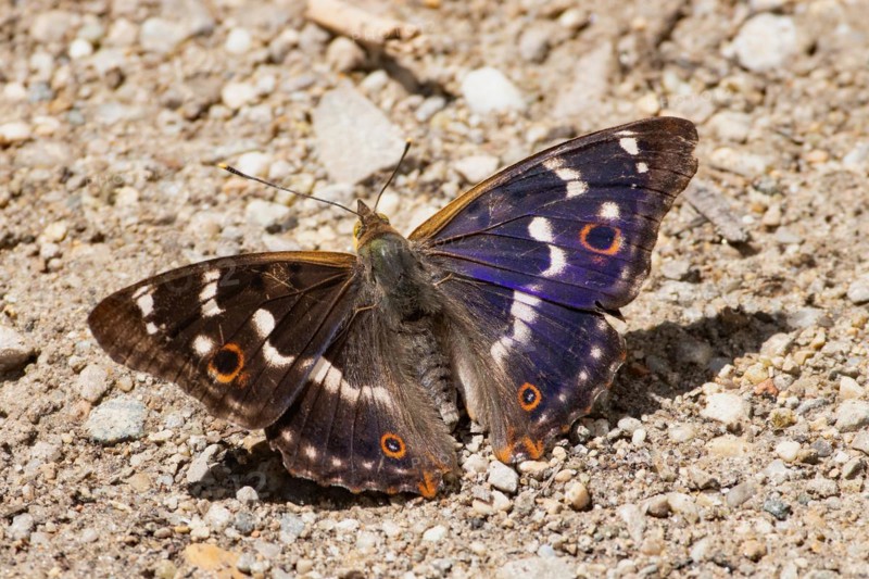Small Schiller butterfly butterfly with open wings sitting on the ground from behind