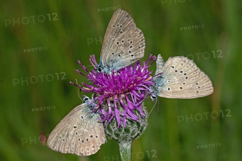Crucian anthill three moths with closed wings sitting on red flower sucking seeing different
