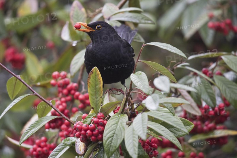 Blackbird