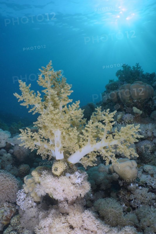 Broccoli tree