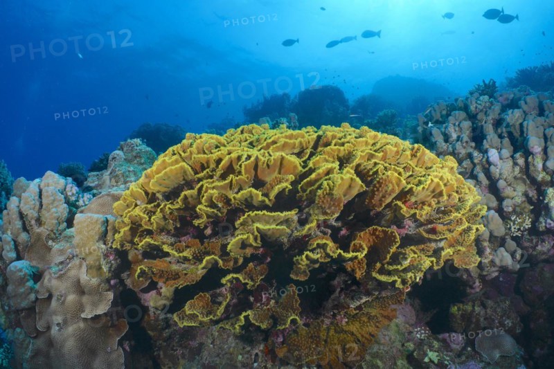Yellow scroll coral